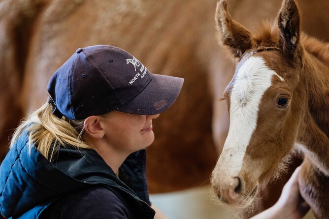 Northridge Equestrian Stables Project