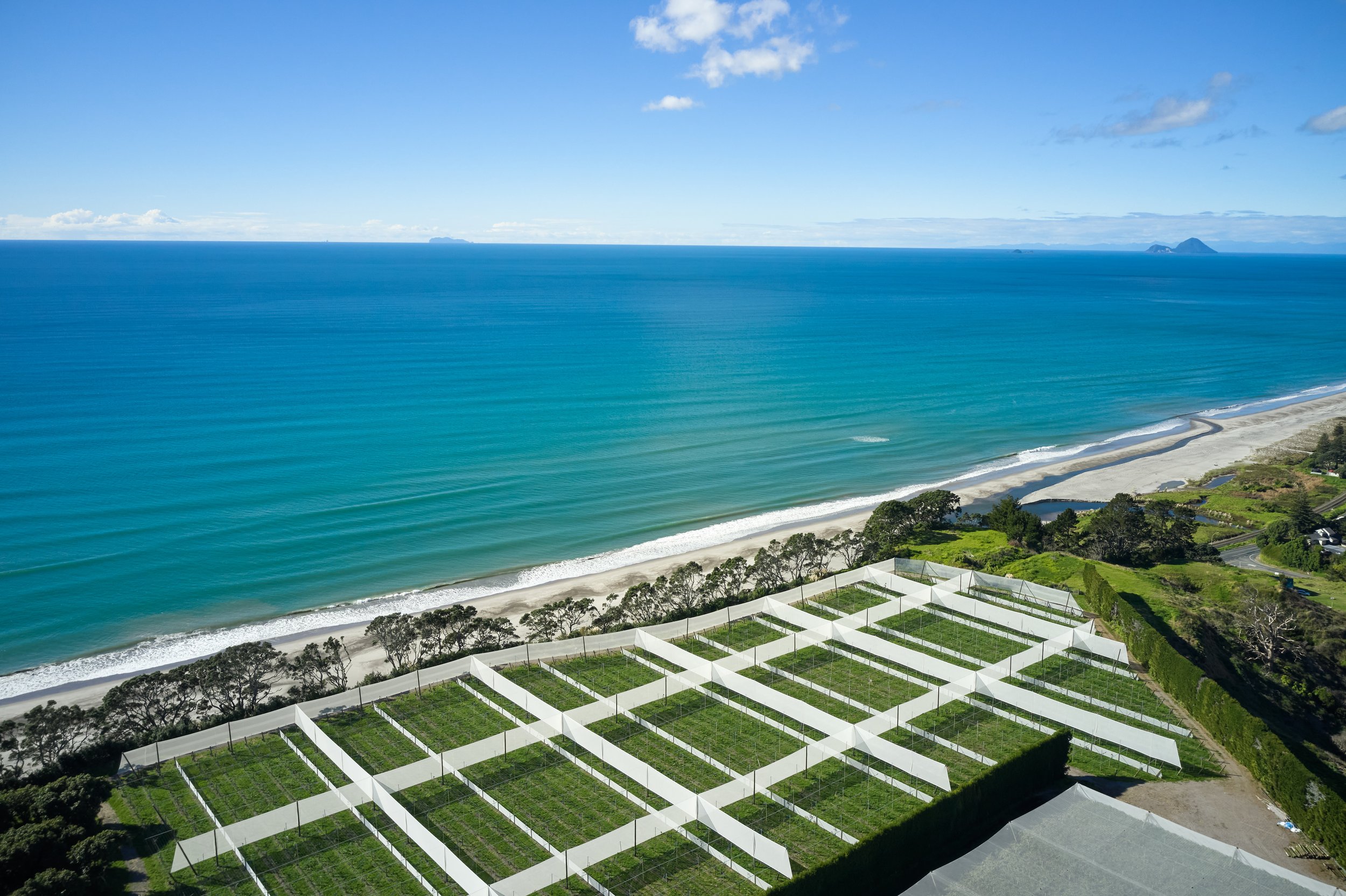 Hauani Maori Lands Trust Kiwifruit Orchard Development Project