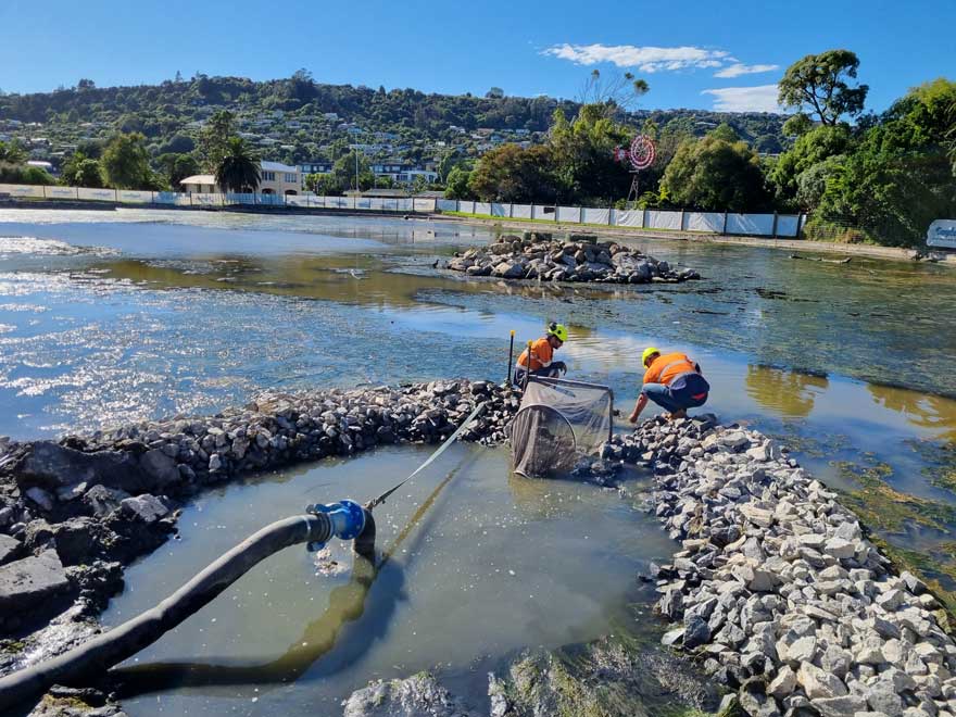 Te Pā Harakeke Wetland Restoration Project