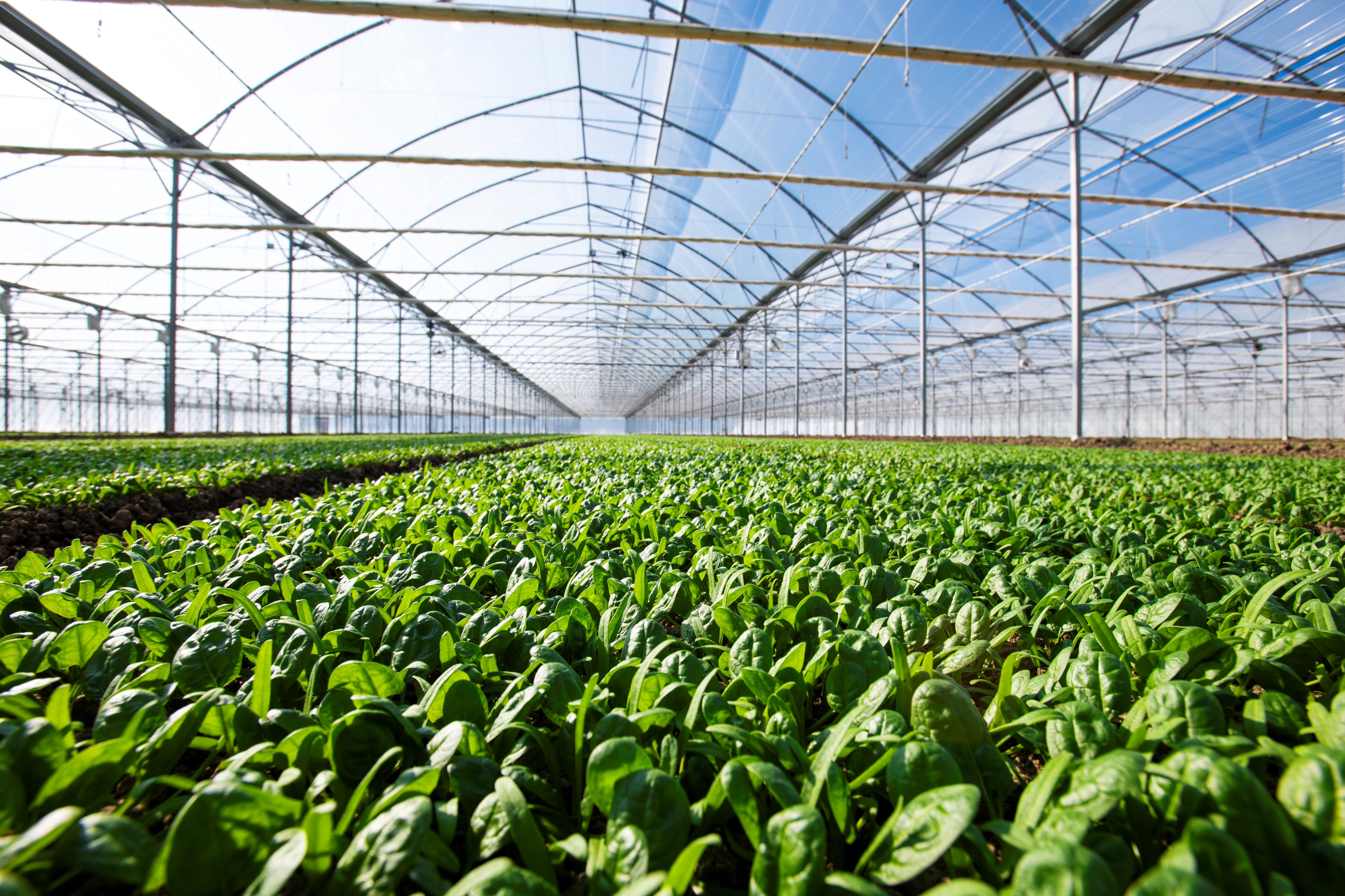 Leaderbrand Future Farm Greenhouse Growing Facility
